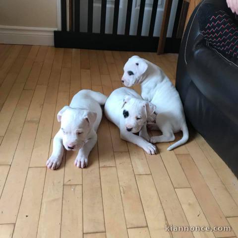 A donner chiots Dogue argentin 