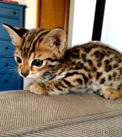 Adorable chaton Bengal à donner