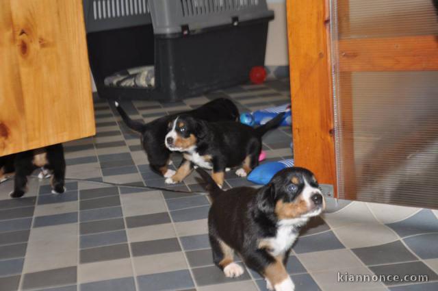 Magnifique chiots Bouvier de l\