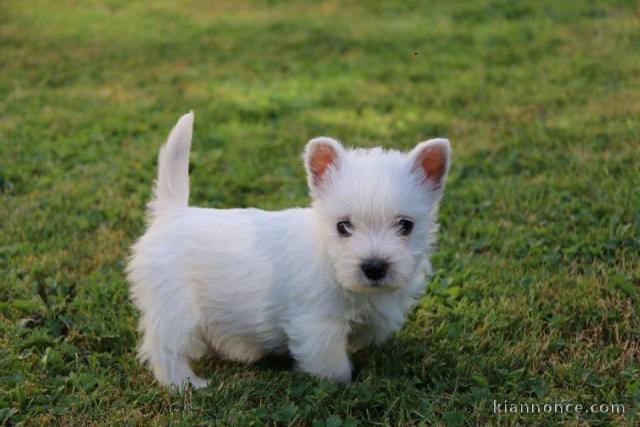 A donner chiots Westie