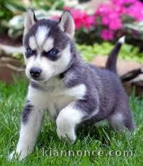 Chiots Husky Sibérien