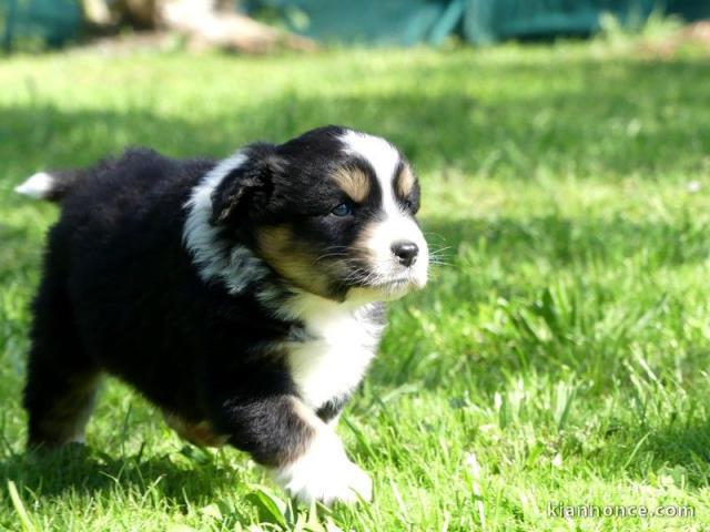 chiot berger australiens LOF a donner