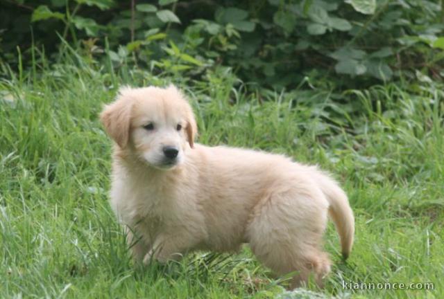 chiots golden retriever lof a donner