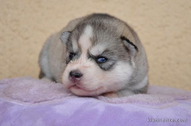 CHIOTS HUSKY DE SIBERIE A DONNER 