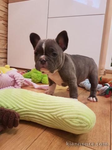 CHIOTS BOULEDOGUE FRANCAIS  A DONNER