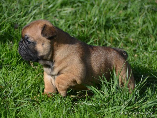 Chiot Bouledogue Français lof a donner