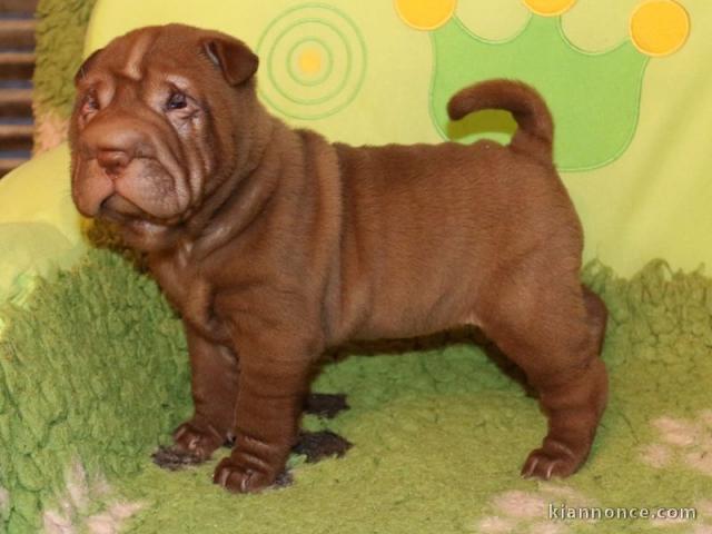 chiot Shar Pei a donner