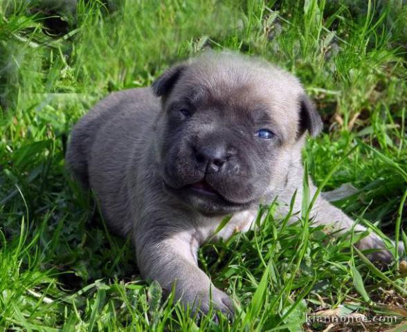 Chiot american staffordshire terrier lof a donner