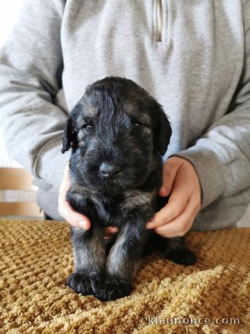 chiots Schnauzer lof a donner