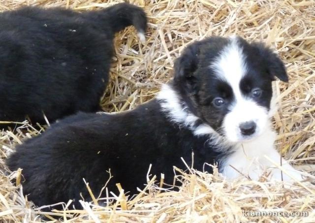 chiots Border collie lof a donner