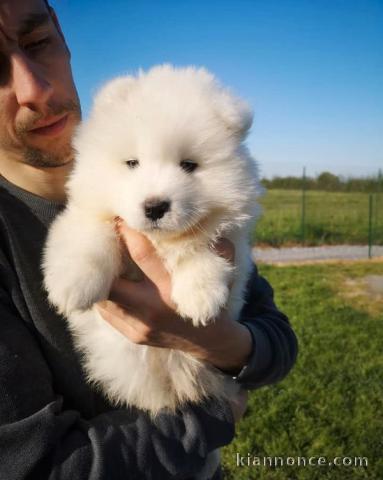 Chiots samoyede pedigré a donner