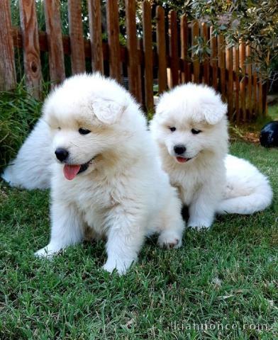 Chiots samoyede pedigré a donner