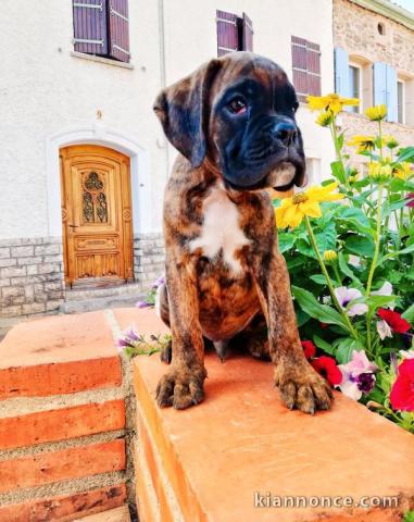 chiot Boxer femelle et mâle a donner