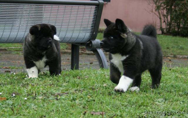 A donner Chiots de race Akita américain