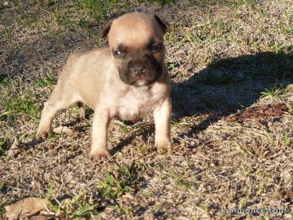 Chiot american staffordshire terrier lof a donner