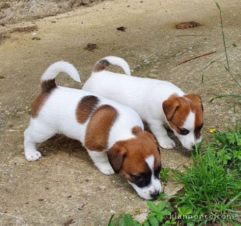 Chiot jack russell lof a donner