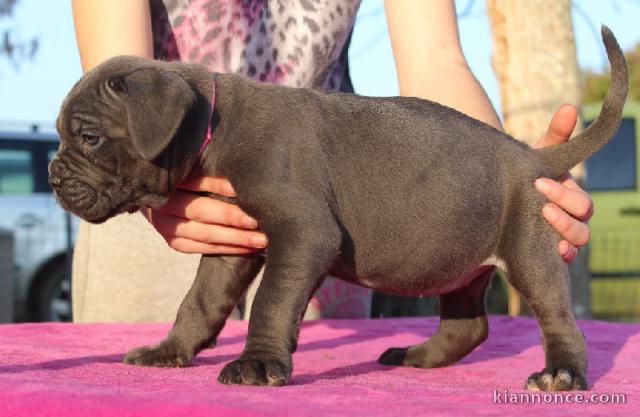 chiots cane corso lof a donner