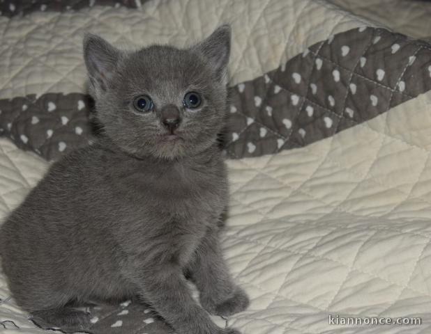 Très jolis chatons chartreux a donner