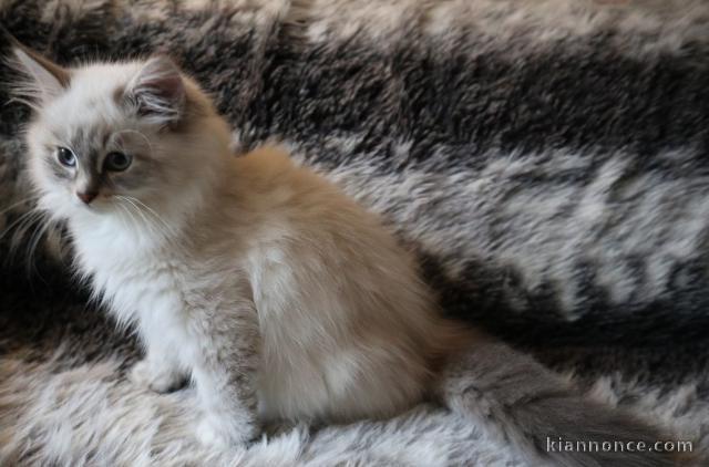 magnifique chaton Sibérien a donner