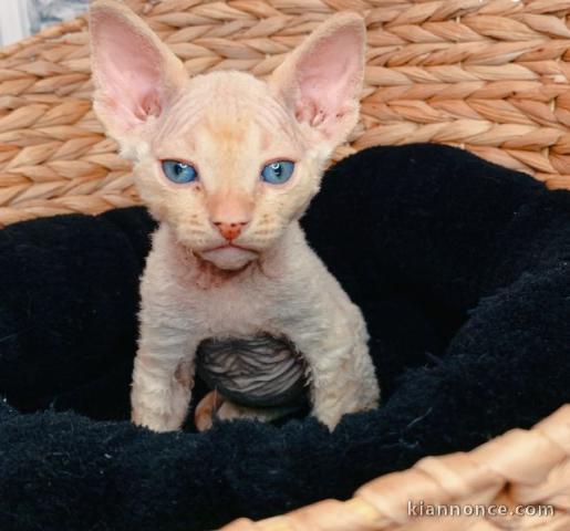 Chaton Sphynx a donner