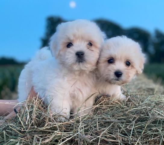 Chiot coton de tulear LOF a donner