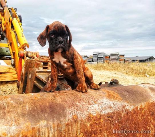 chiot Boxer femelle et mâle a donner