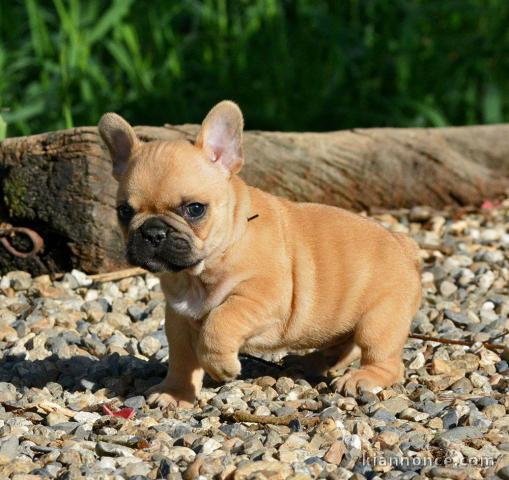 Donne chiot bouledogue français femelle 