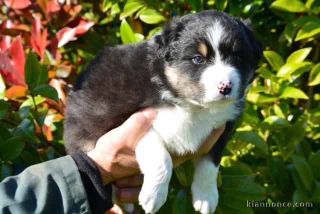 chiot berger australiens LOF a donner