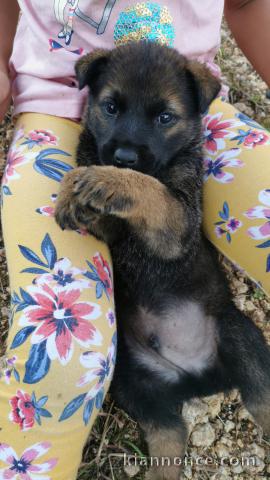 Vends chiot mere malinois