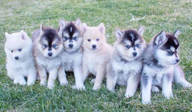 Magniques Chiots Pomsky