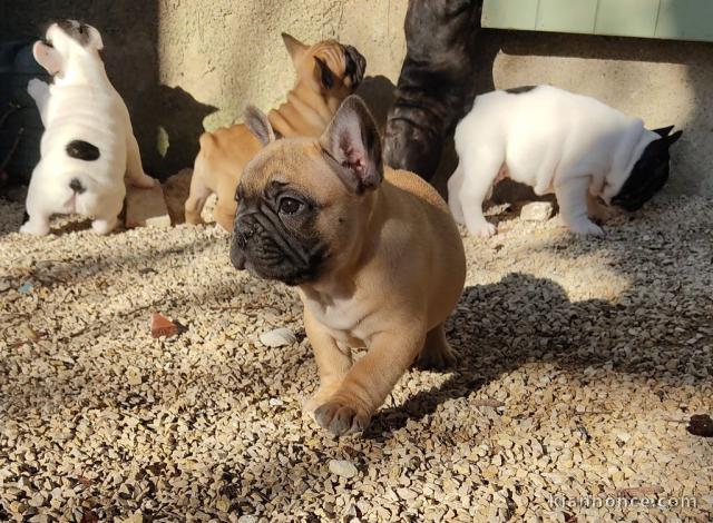 chiots Bouledogue Français Adoption