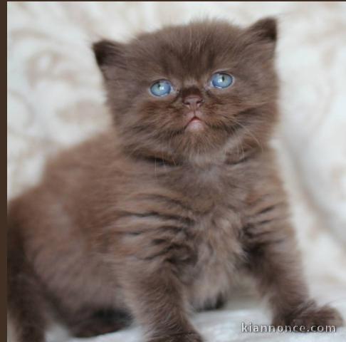 adorables chatons british shorthair 