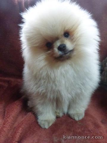 A donner chiot type spitz nain blanche femelle