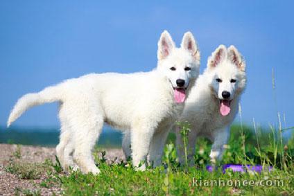 Chiot berger blanc suisse a donner