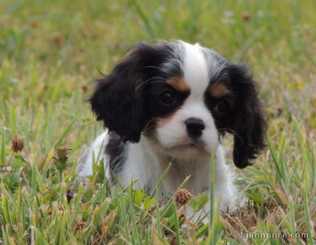 A donner chiot cavalier king charles spaniel femelle