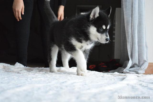 A donner chiots Husky de sibérien