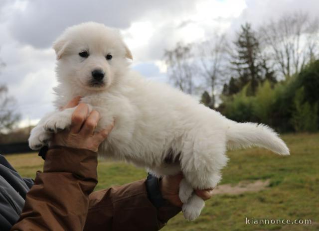 Chiots Berger Blanc Suisse