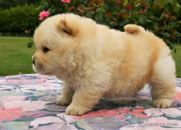 chiot chow chow lof a donner