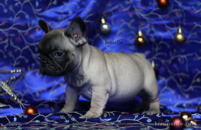 Chiot Bouledogue Français lof a donner