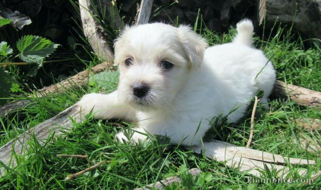 Chiot coton de tulear LOF a donner