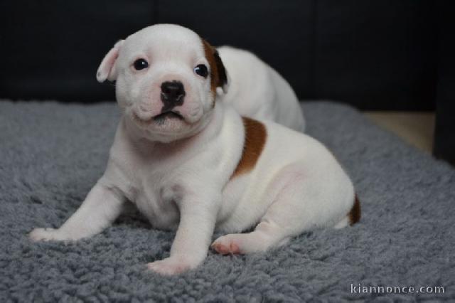 Chiots Staffordshire Bull Terrier LOF a donner