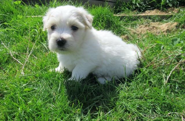 Chiot coton de tulear LOF a donner