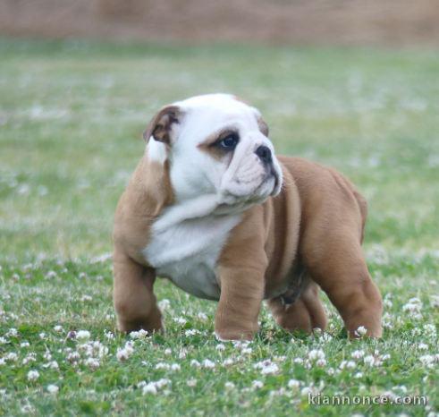 chiot bulldog anglais lof a donner