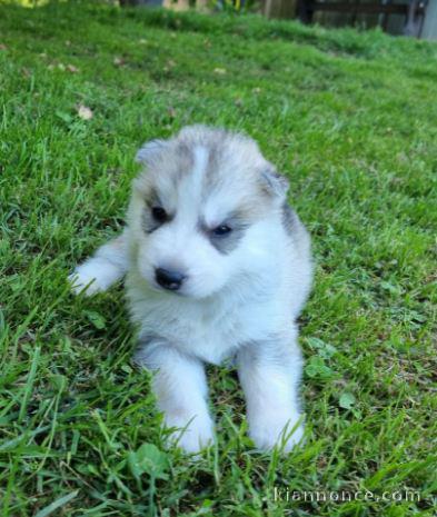 Chiot Siberian Husky lof a donner