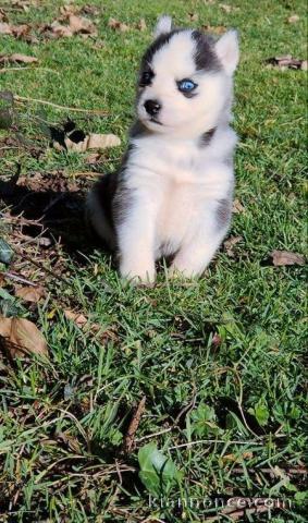 Chiot Siberian Husky lof a donner