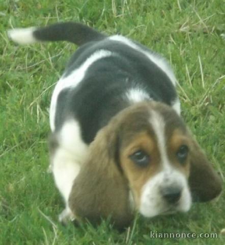 Chiots Basset Hound a donner