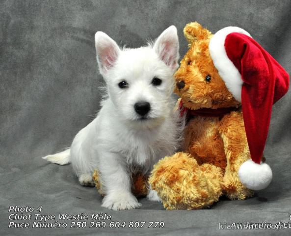 chiot Westie lof a donner