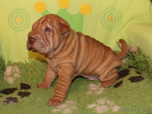 chiot Shar Pei a donner