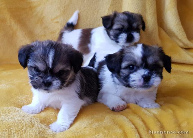  Superbes chiots de type shih tzu 