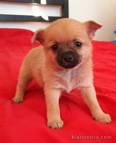 Chiot chihuahua LOF a donner